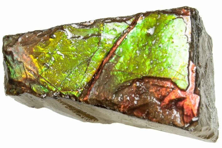 Iridescent Ammolite (Fossil Ammonite Shell) - Alberta #311409